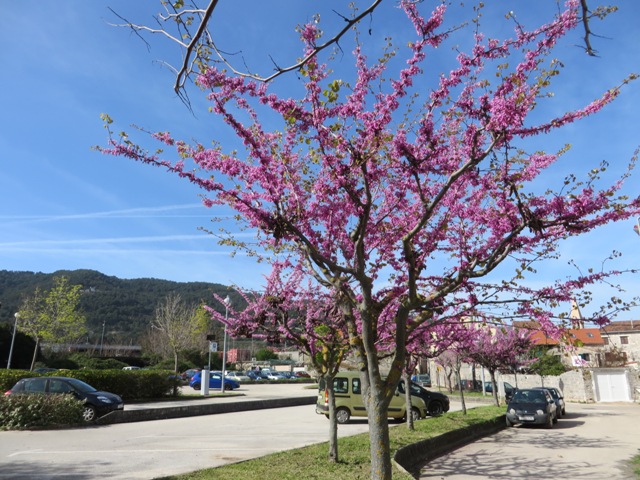 Blossom on the trees - Stari Grad